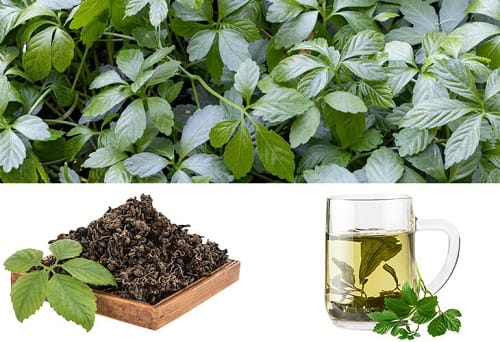 Thảo dược giảo cổ lam