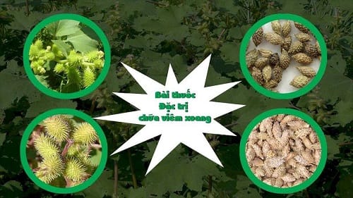 Bài thuốc từ ké đầu ngựa