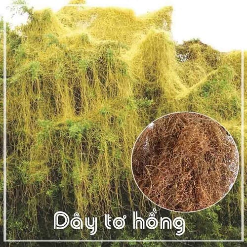 Dây tơ hồng nguyên chất