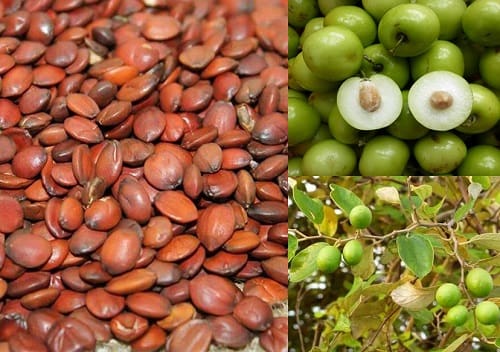Táo xa nhân sấy khô chất lượng