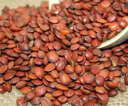 Táo xa nhân có công dụng gì