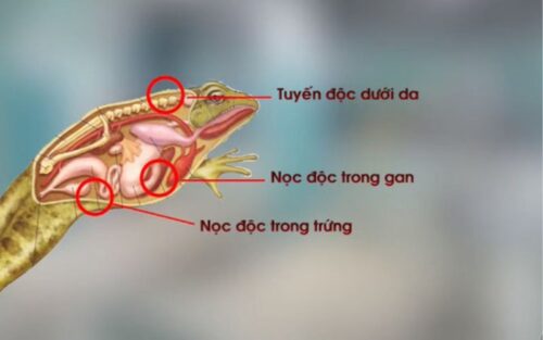 Những bộ phận chứa đọc của cóc