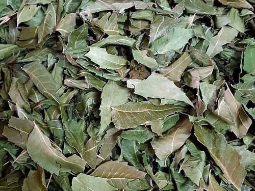 Lá neem sấy khô chất lượng