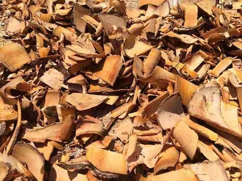 Rễ hồng quân có khả năng chữa trị bệnh u xơ