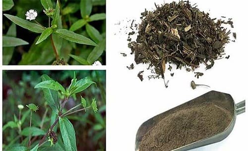 Bột cây nhọ nồi nguyên chất