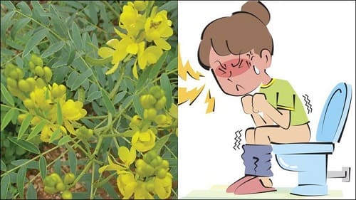 Sử dụng bột đúng cách để cải thiện bệnh