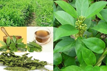 Nguyên liệu thiên nhiên chữa trị bệnh