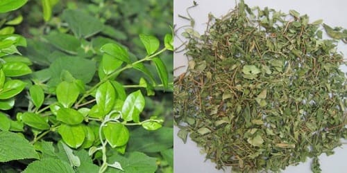 Dây thìa canh nguyên chất