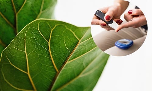 Chữa tiểu đường từ nguyên liệu thiên nhiên khô