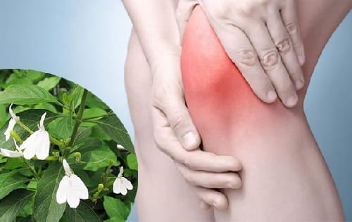 Chăm sóc sức khỏe từ kiến cò khô