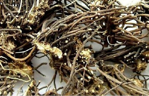 Cây kiến cò sấy khô