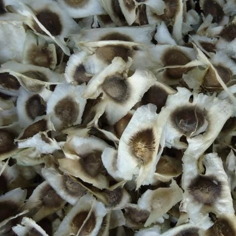 Hạt chùm ngây nguyên chất