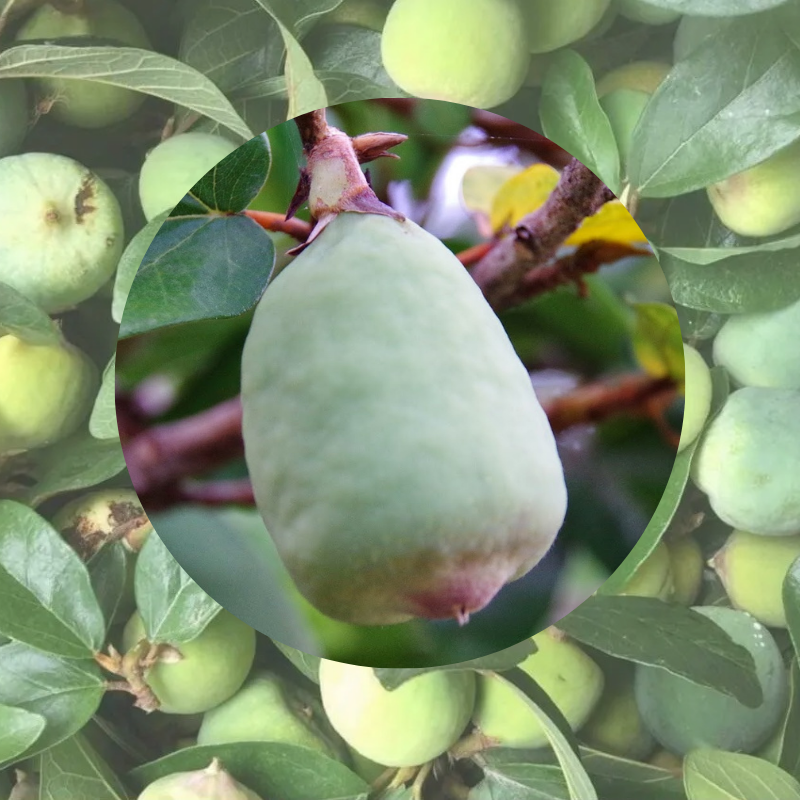 Quả trâu cổ tươi