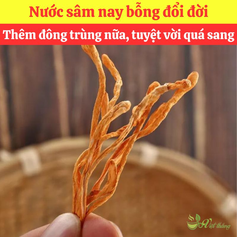 Mua đông trùng hạ thảo nguyên liệu nấu nước sâm giá sỉ tại TPHCM