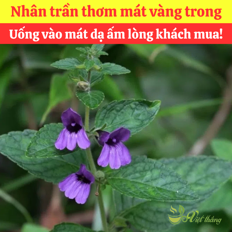 Mua nhân trần nam nấu sâm tại tphcm