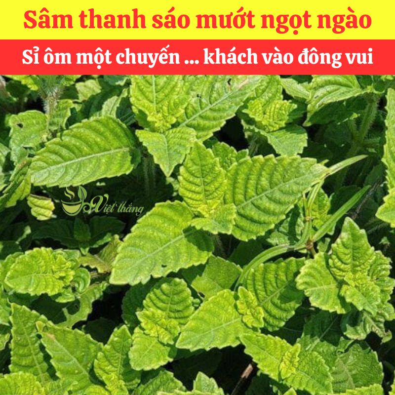 Mua lá sương sáo nguyên liệu nấu sâm