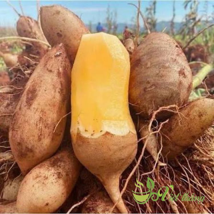Hình dạng sâm đất