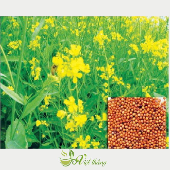 Sử dụng bạch giới tử