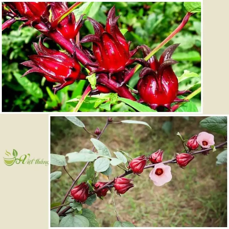 Cây hoa atiso đỏ