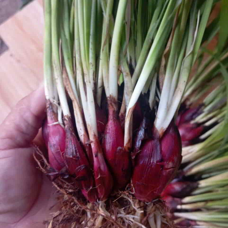 Củ sâm đại hành tươi chất lượng