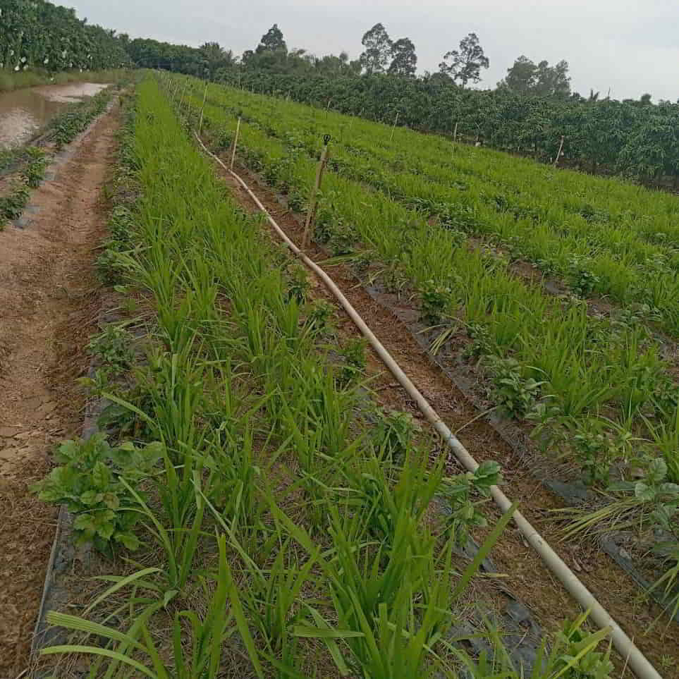 Gieo trồng sâm đại hành