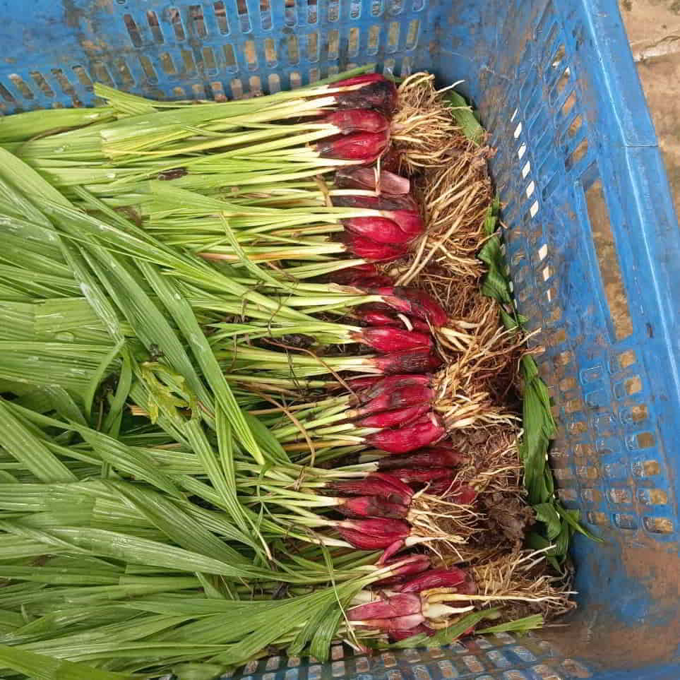 Sâm đại hành mới thu hoạch