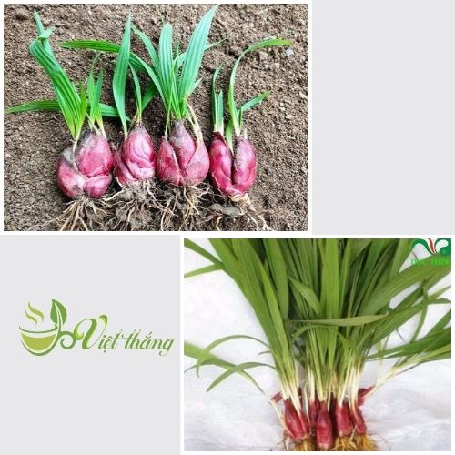 Phân biệt sâm đại hành tươi bằng mùi