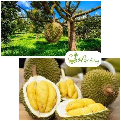 Lựa chọn sầu riêng có nguồn gốc rõ ràng
