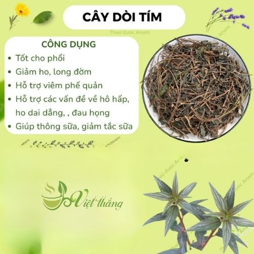 Công dụng của cây thuốc dòi tím