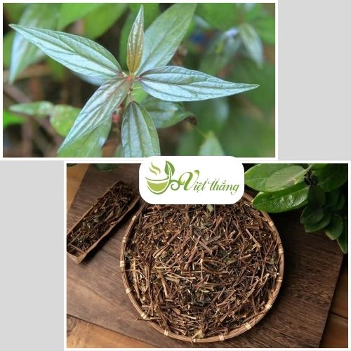 Cách sử dụng thuốc dòi tím