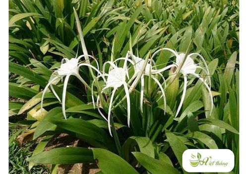 Trinh nữ hoàng cung trị bệnh
