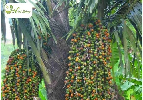 Hướng dẫn xử lý cây đủng đỉnh