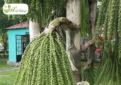 Tránh xa quả của cây đủng đỉnh