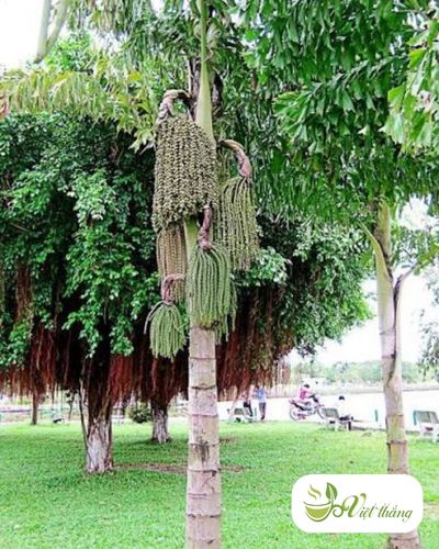 Hiểu biết về cây đủng đỉnh