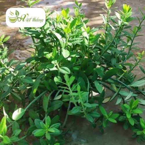 Đặc điểm của cây thạch anh