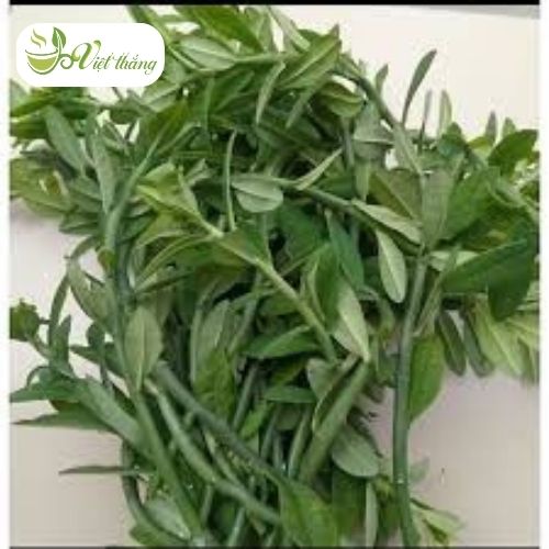 Cách sử dụng cây thạch anh