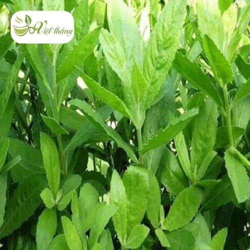 Điểm đặc biệt của cây thạch anh