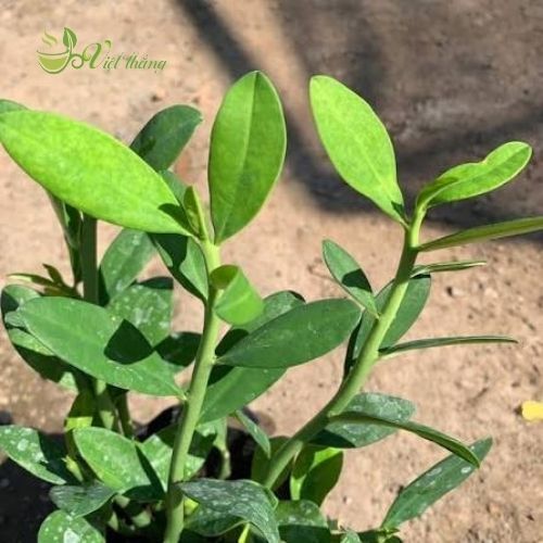 Địa chỉ bán cây thạch anh