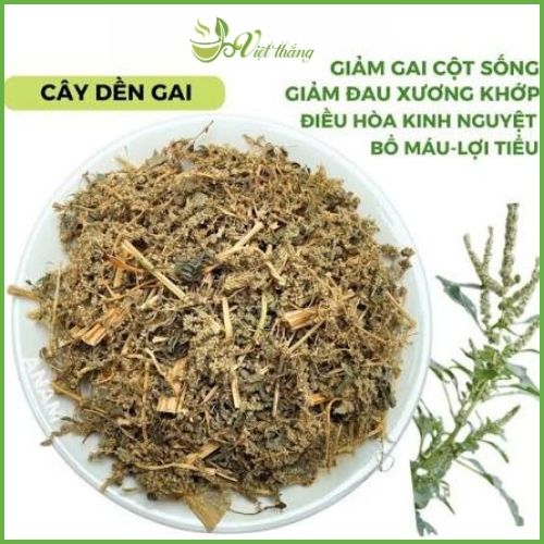 Công dụng cảu cây dền gai