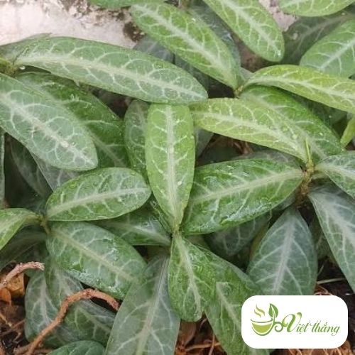 Giá trị lá lưỡi nhân mang lại