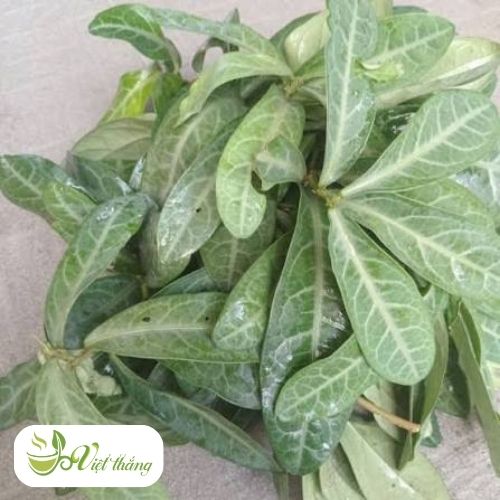 Hiểu biết về lá lưỡi nhân